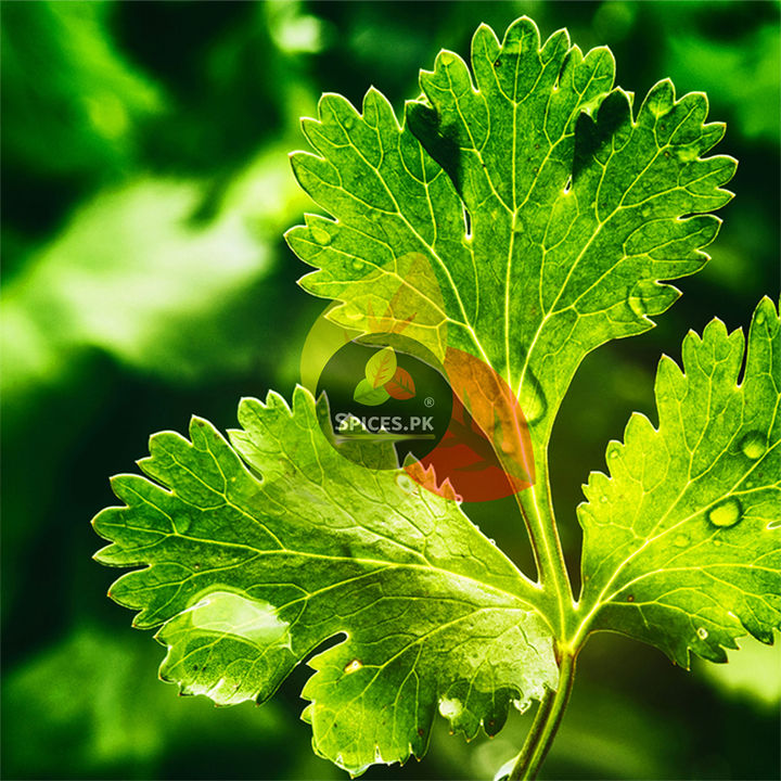 Coriander%20Seeds%20/%20Sabut%20Dhania%20/%20Dania%20/%20Dry%20Coriander%20whole%2095g%20-%20Image%206