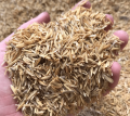 rice husk | rice husk 400 g (Chawal ka Chilka),,, For Lawn And Garden Soil. 
