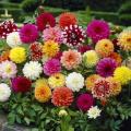 Dahlia Flower Seed. 