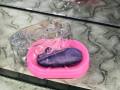 Soap Stand - Soap Holder - Soap Stand with Acrylic Cover. 