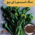 Mustard Seeds Sarsu/Serson/srson Saag seeds/beej ( ساگ(سرسوں) کے بیج)Desi/Germinated/Best Quality/Fast growing/Excellent Germination/High Quality/Healthy Vegetable Seeds/Vegetable/Home/Kitchen/Gardening seeds/beej/Vegetables Seeds Packet. 