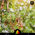 Premium Organic Tamarind (Imli) – 100% Pure Whole Dried Tamarind for Chutneys, Curries & Tangy Cooking – 200g. 