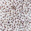 Organic Chia Seeds For Weight Loss 125g Imported Chia Seeds Rich In Vitamins Omega 3 and Calcium. 