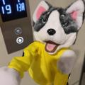 Kung Fu Animal Toy Husky Gloves Dog Interactive Hand Boxing Puppet Finger Battle Sound Plush Toy Doll Birthday Gift. 