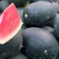 Watermelon (Tarbooz) Fresh Seeds - High Germination Rate - Home Kitchen Gardening. 