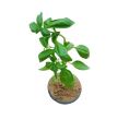 Niazbo / Basil  /  Marwa Garden Plant. 