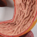 Human Digestive System Model - Liver Stomach Large Intestine Model Open Organ Model Coronal Section Model | Digestive Teaching Model. 