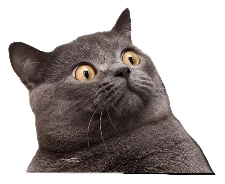 20+%20Funny%20Cat%20Meme%20Stickers%20Pack,%20Digital%20Funny%20Cat%20Memes,%20Viral%20Funny%20Cats,%20Laptop%20Stickers,%20Mobile%20Stickers,%20Decals%20-%20JangoMango%20Store%20-%20Image%204