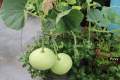 Round Gourd (Gool Kadu) Desi Vegetable Seeds - Kitchen Gardening. 