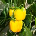 Yellow Hybrid Capsicum (Shimla Mirch) / Sweet Pepper Kitchen Gardening Vegetable Seeds. 