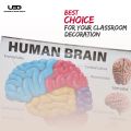 Human Brain Wall Chart for Classroom and School Decoration | HD Pictures Presentation on 200 grams laminated card 23*36 inches. 