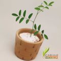 clay pots for succulents mini size very cute design | 2 pcs. 