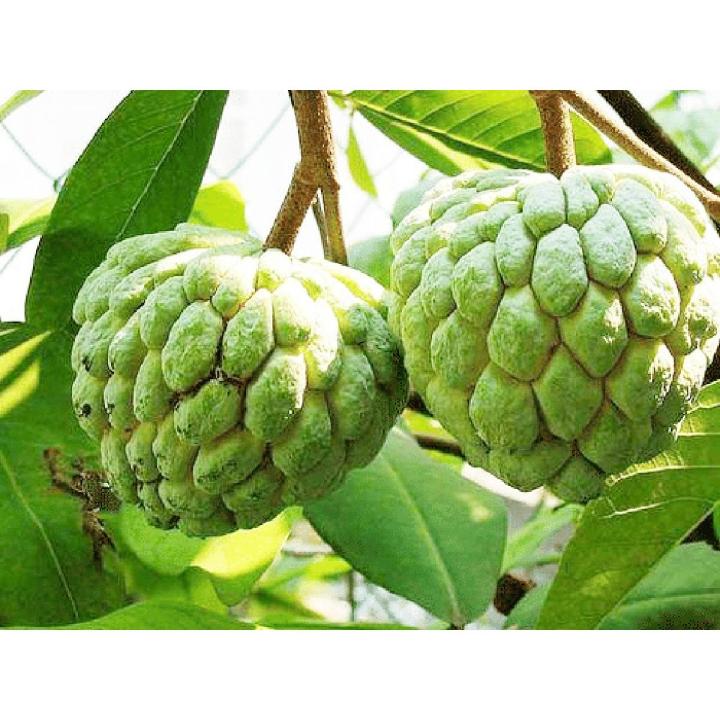 Custard Apple Seeds Pack 100% Germination