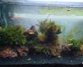 5KG Black sand for Aquarium, live plants, fish, freshwater tank and resin art or garden decoration. 