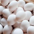18 Piece - Artificial Plastic Egg Shell (Basic Learning Egg for Kids) Artificial Eggs - Hollow Egg Shell. 