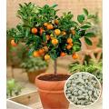 Bonsai Orange Fruit Tree Seeds. 