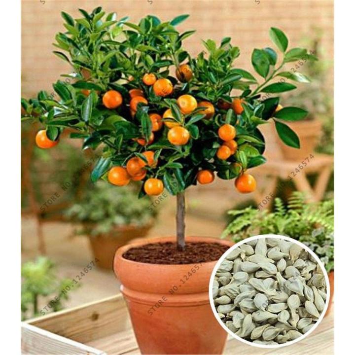 Bonsai Orange Fruit Tree Seeds