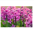 GROWMORE GARDEN FERTILISER 400 GRAMS PACK (NPK 20-20-20) IMPORTED USA. 