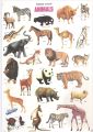 8 Pcs Set Animals, Fruits, Birds, Vegetables, Counting Early Learning Children Adhesive Stickers. 