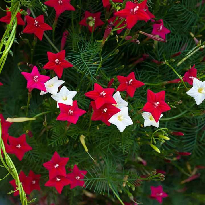 Cypress Vine Mix – 20+ Seeds | Fast-Growing Flowering Climber with ...