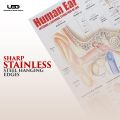 Human Ear Wall chart for Class rooms Decoration | HD Picture Presentation on 200 gram Laminated card 23*36 inches. 