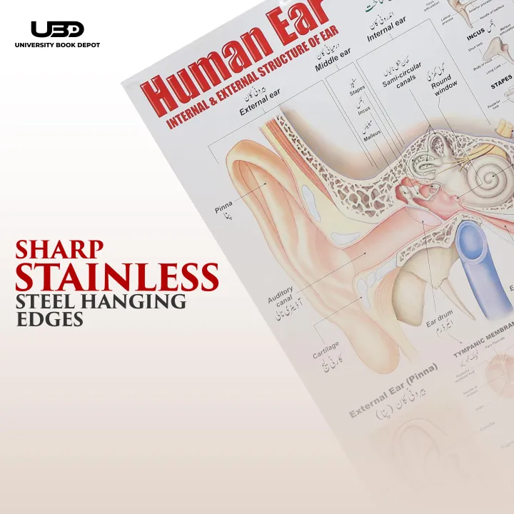 Human%20Ear%20Wall%20chart%20for%20Class%20rooms%20Decoration%20%7C%20HD%20Picture%20Presentation%20on%20200%20gram%20Laminated%20card%2023*36%20inches%20-%20Image%207