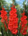 Gladiolus Red Flower Bulbs, 3 fresh bulbs imported from Holland. 