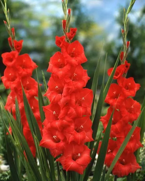 Gladiolus%20Red%20Flower%20Bulbs,%203%20fresh%20bulbs%20imported%20from%20Holland%20-%20Image%202