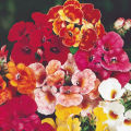 Nemesia Carnival Mix Flower Seeds  (Strumosa) Home Kitchen Gardening Seeds. 