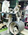 Imported - 2 in 1 Scratching Post For Cats. 