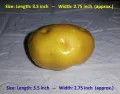 1 Piece - Styrofoam Simulated Vegetables & Fruits for Decoration (Thermacol Artificial Vegetable & Fruit). 