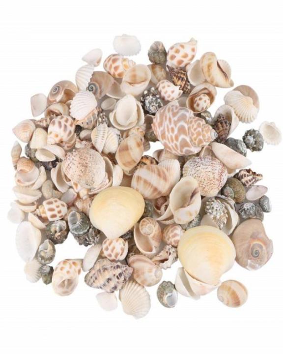 150%20Pcs%20Sea%20Shells%20Mixed%20Ocean%20Beach%20Seashells,%20Various%20Sizes%20-%20Image%203