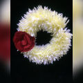 Artificail Flower Hand Gajra  Bangles  kangan with off white plastic and velvet and polyester Fabric. 
