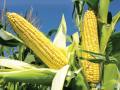 Sweet Corn / Desi Maize Kitchen Gardening Vegetable Seeds. 
