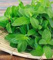 Mint powder 100gms for face (mint powder for skin, Pudina powder for face, peppermint powder) 100% Pure. 