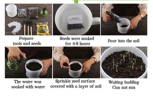 5%20American%20Spruce%20Pine%20Tree%20Seeds%20-%20Image%203