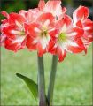Pack of 2 Amaryllis  mix colour  bulb / Amaryllis spring summer indoor flowering plant. 