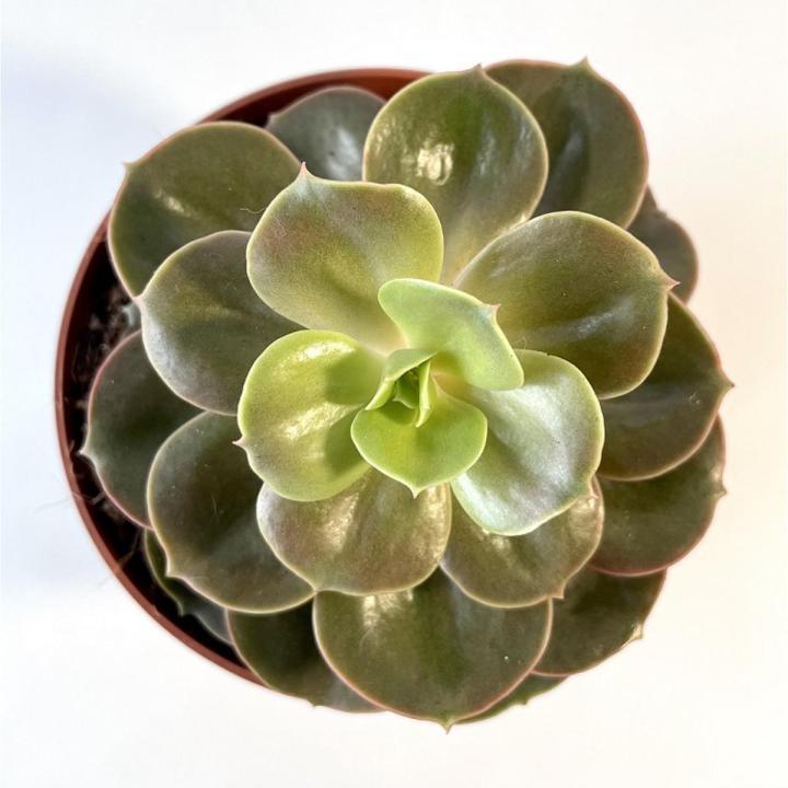 Echeveria Magic Red Succulent live Plant with Pot Plastic & Fresh Succulents Potting Mix