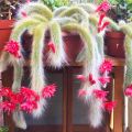 Monkey Tail Cactus (Hildewintera colademononis) Potted Plant l Succlents and Cactus by Aroid House. 