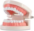 Dental Study Model | Dental Child Teeth Teaching Model | Typodont Demonstration Compatible with Teaching Studying Small Size. 