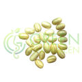 Ulta Ashok Tree Seeds | Ashok | Polyalthia longifolia | Budha tree | false ashok (10 Seeds). 