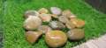 small Pebbles/ Stones for Garden and Aquarium  1 kg pack. 