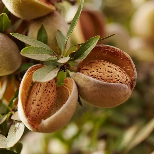 Almonds%20-%20Soft%20Shell%20-%20Badam%20-%20Nuts%20-%20DryFruits%20-%20Fresh%20&%20Crispy%20-%20By%20AliMaan's%20-%20Image%205