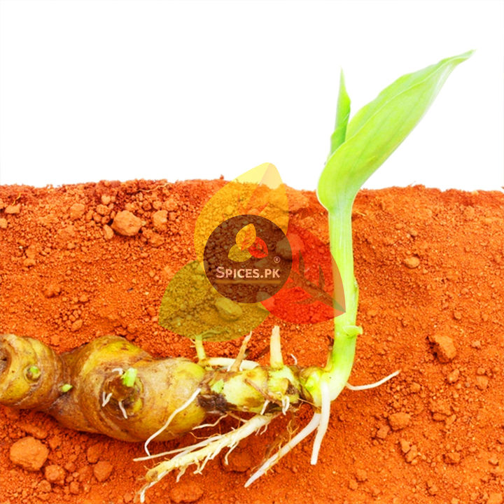 Turmeric%20Powder%20/%20Haldi%20Powder%20/%20Organic%20Turmeric%20Powder%20/%20Pure%20Haldi%20Powder%20165g%20-%20Image%207