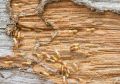 Termacare Chlore 48% - Powerful Termite Solution for Wooden Structures with Kerosene Oil | Ultimate Protection Against Termites. 