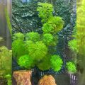ADI  limnophila sessiliflora (Ambulia) - Live Aquatic Fast Growing For Aquarium decoration- 4 Stems. 
