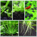 Aqua Aquarium Plant Seeds Soil Fish Tank Ada Fertilizer Mud Amazonia Soil for Waterweeds 1Kg. 