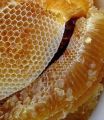 Honey with comb 500gram pure desi Organic honey of KPK Mountains. 