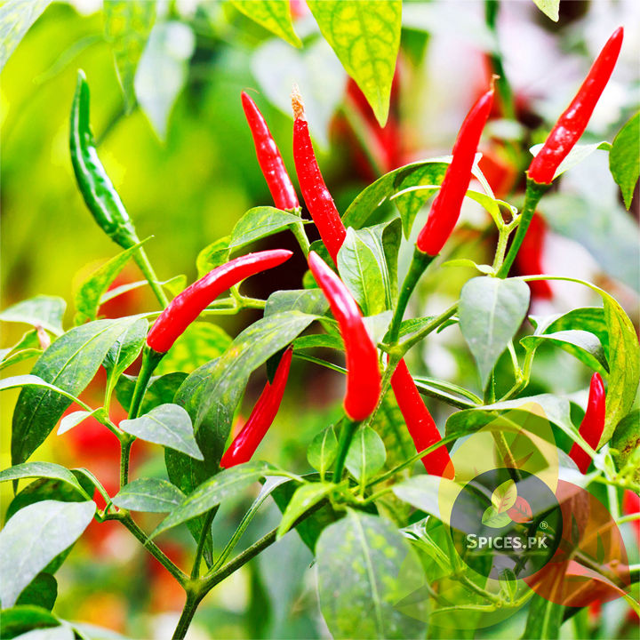 Red%20Chili%20Powder%20/%20Lal%20Mirch%20Powder%20/%20Organic%20Red%20Chili%20powder%20/%20Pure%20Red%20Chili%20Powder%20525g%20-%20Image%206