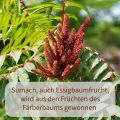 Sumac Spice, 100 g Sumak Spice Turkish, Oriental Sumac, Vinegar Tree Spice, Naturally Without Colourants and Additives, Hand Bottled in Germany. 